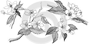 Apple tree in a vector style isolated.