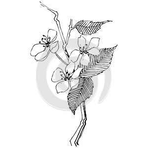 Apple tree in a vector style isolated.