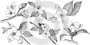 Apple tree in a vector style isolated.