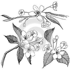 Apple tree in a vector style isolated.