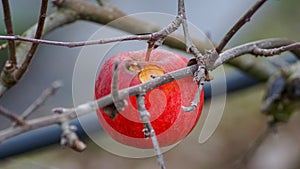 apple on the tree were  eaten by birds