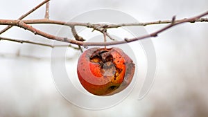 apple on the tree  were eaten by birds