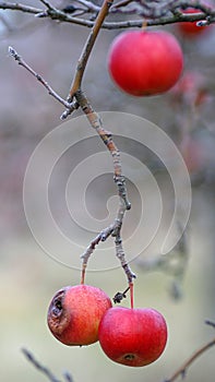 apple on the tree  were eaten by birds