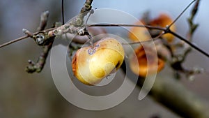 apple on the tree were eaten by birds