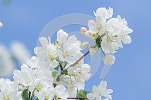 Apple tree white buds and flowers on spring branch at blue sky background