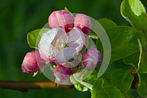 Apple Tree with White Flower Blossoms 04