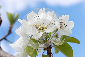 Apple tree white flowers