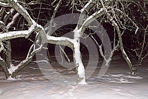 Apple tree in winter night under the snow