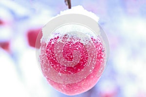 Apple on a tree in winter photo