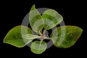 Apple tree young leaf closeup isolated