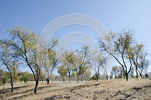 Apple trees photo