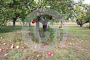 Apple trees and apples on farm