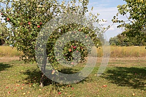 Apple trees and apples on farm