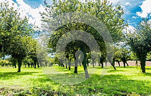 Apple trees. Arrondissement of Lorient, Morbihan, Brittany