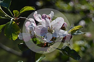 Apple trees