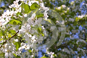 Apple trees in bloom. Blooming spring. Tree in flowers