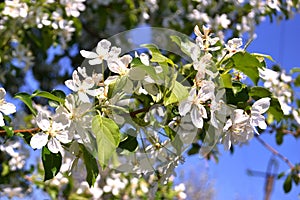 Apple trees in bloom. Blooming spring. Tree in flowers