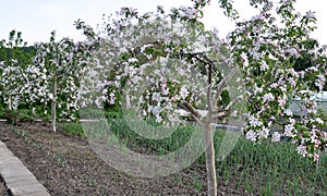 Apple trees are blooming in the garden