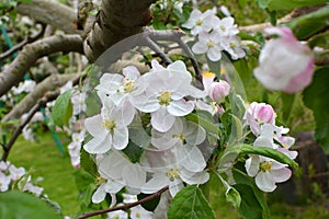 Apple trees are blooming in the garden