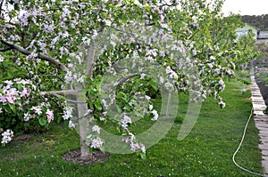 Apple trees are blooming in the garden