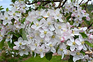 Apple trees are blooming in the garden