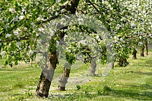 Apple trees in blossom