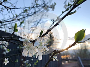 Apple trees blossom, Beautiful sunset illuminates a trees in bloom