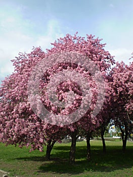 Apple trees blossom