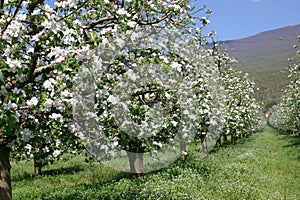 Apple Trees in Blossom