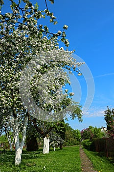 Apple trees blossom in spring