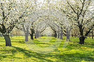 Apple trees in blossom. White flowers on apple trees in garden