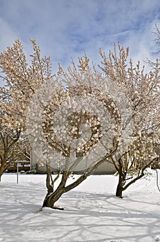 Apple trees, blossoms, shadows, and snow