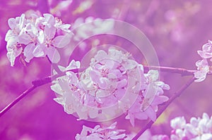 Apple trees color. the seed-bearing part of a plant, consisting photo