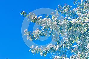Apple trees color. the seed-bearing part of a plant, consisting photo