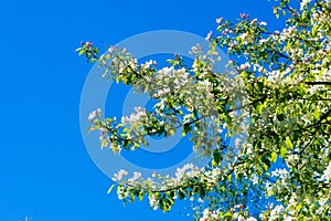 Apple trees color. the seed-bearing part of a plant, consisting photo