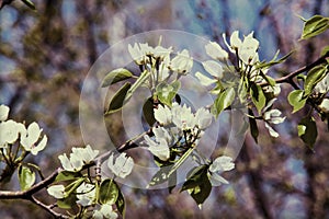 Apple trees color. the seed-bearing part of a plant, consisting photo