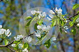 Apple trees color. the seed-bearing part of a plant, consisting photo