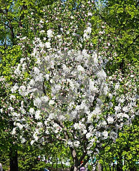 Apple trees color. the seed-bearing part of a plant, consisting photo