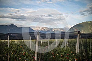 Apple Trees covered with Hail protection in South Tyrol and the Schlern in the Background in Bolzano, SÃÂ¼dtirol photo