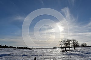 Apple trees in a field in spring