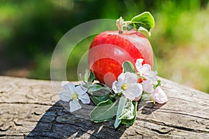 Apple trees flowers and apple