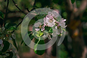 Apple trees flowers. consisting of reproductive organs