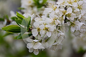 Apple trees flowers. the seed-bearing part of a plant, consisting of reproductive organs stamens and carpels that are