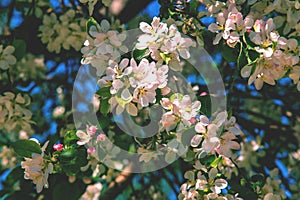 Apple trees color. the seed-bearing part of a plant, consisting photo