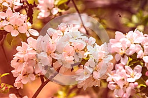 Apple trees color. the seed-bearing part of a plant, consisting photo