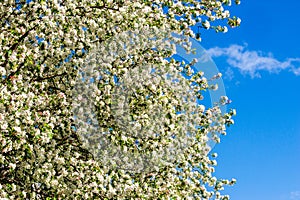 Apple trees color. the seed-bearing part of a plant, consisting photo