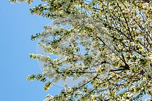 Apple trees color. the seed-bearing part of a plant, consisting photo