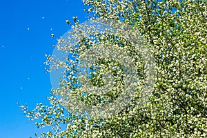Apple trees color. the seed-bearing part of a plant, consisting photo