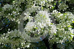 Apple trees color. the seed-bearing part of a plant, consisting photo