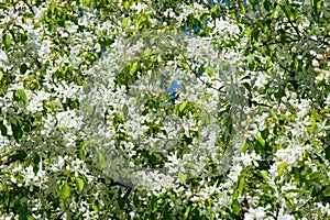 Apple trees color. the seed-bearing part of a plant, consisting photo